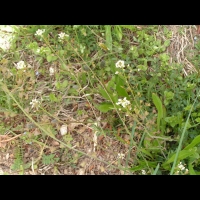 Bourse a pasteur - Capsella bursa-pastoris